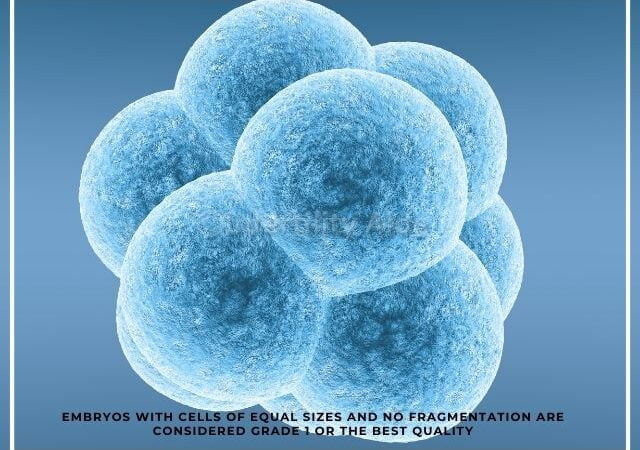 Embryo grading - Grade 1 embryo