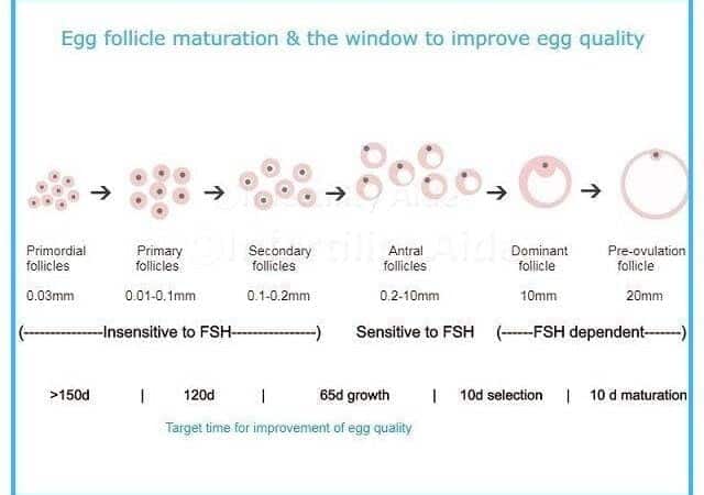 Improve egg quality before IVF