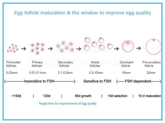 Improve egg quality before IVF