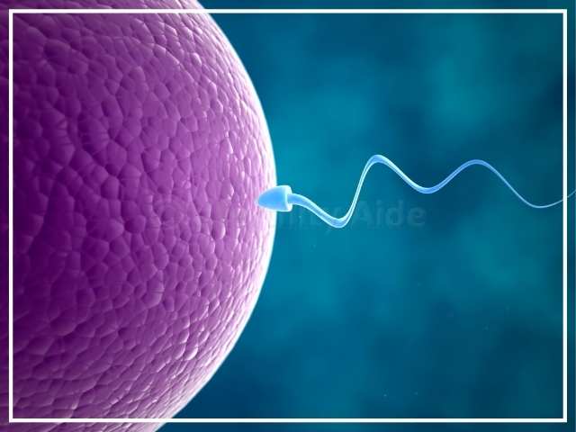 Normal sperm morphology