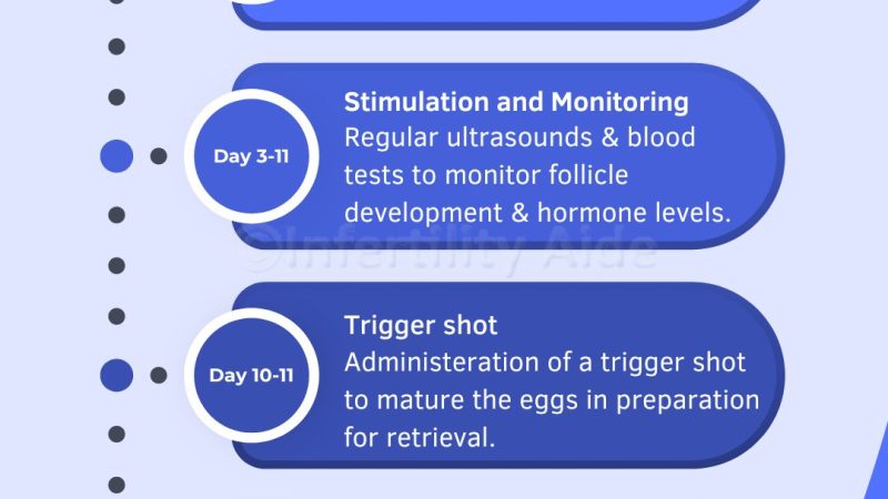 IVF timeline and process